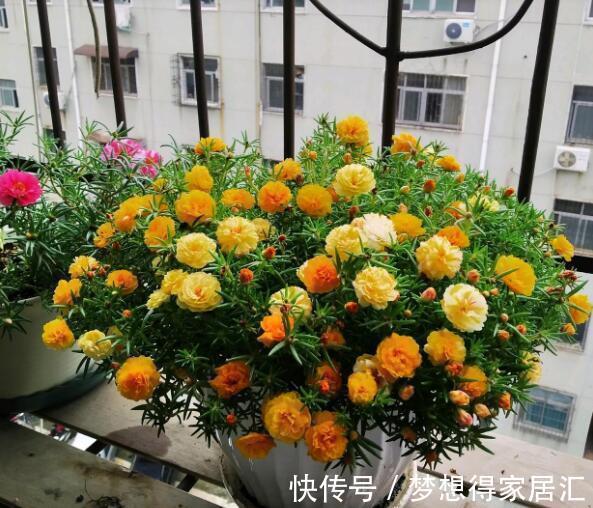 养花|三种夏日花，扦插正当时，喜欢的建议尽快繁殖“小苗”