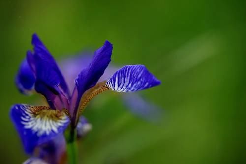 “马兰花马兰花，风吹雨打都不怕”，童谣马兰花究竟是什么花？
