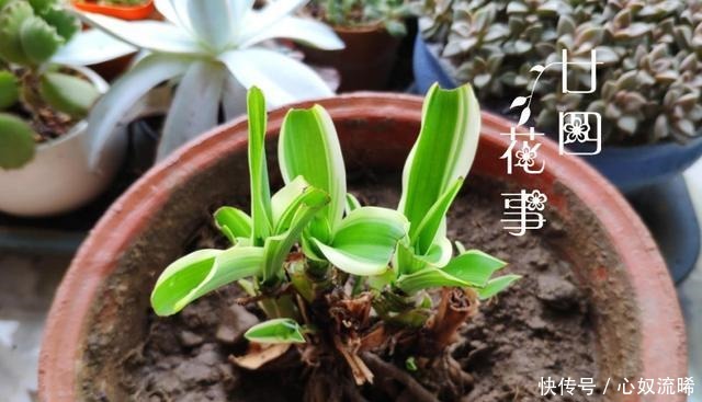 初秋给吊兰“整整型”,做好两件事,变成飘逸“小老桩”!