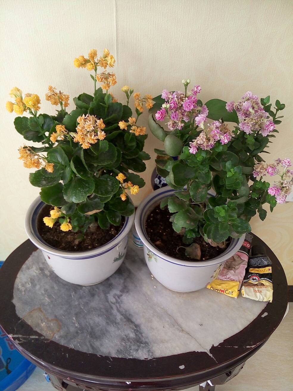 想养好长寿花很简单,知道这些方法,可以使长寿花花期长开花旺!