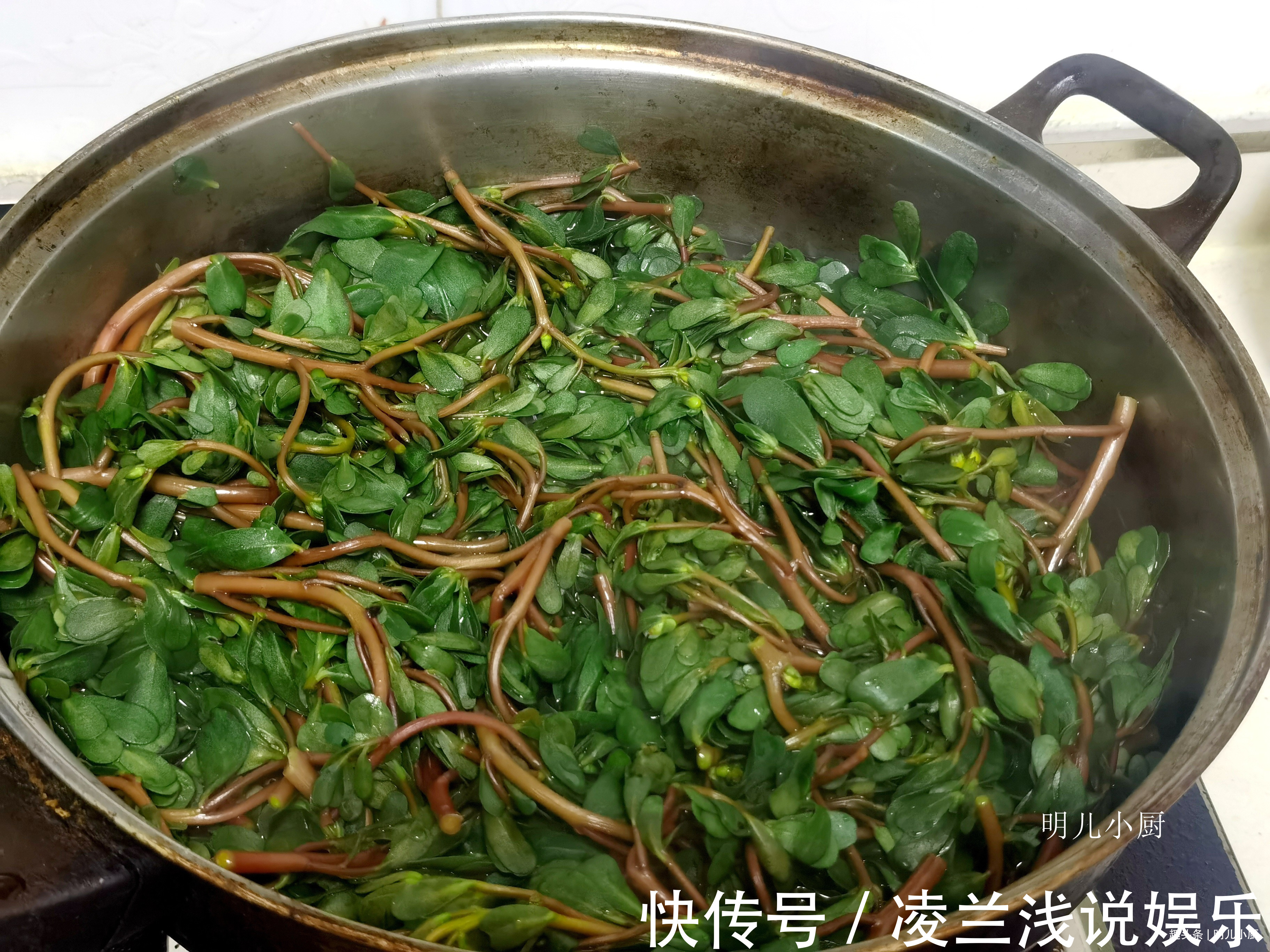马齿笕|这野菜是“天然消炎药”,夏天遇到别放过,常吃食疗效果就是好
