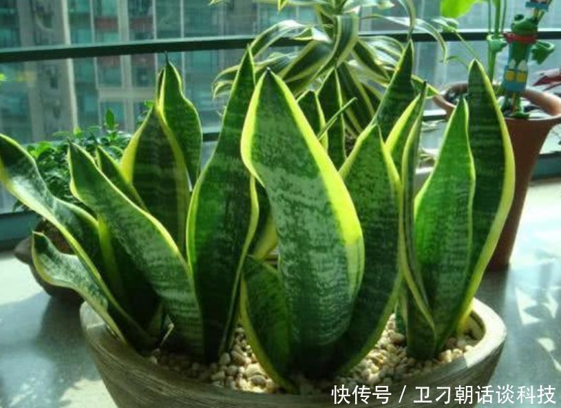 光照|“4种花”非常适合养卧室,改善睡眠质量,一觉睡到天亮,还好养