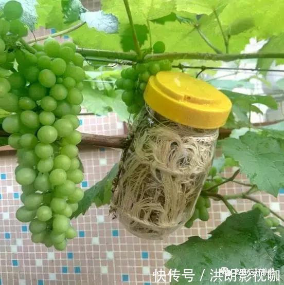 成活率|1个塑料袋1条绳,盆栽1盆变2盆,成活率百分百!