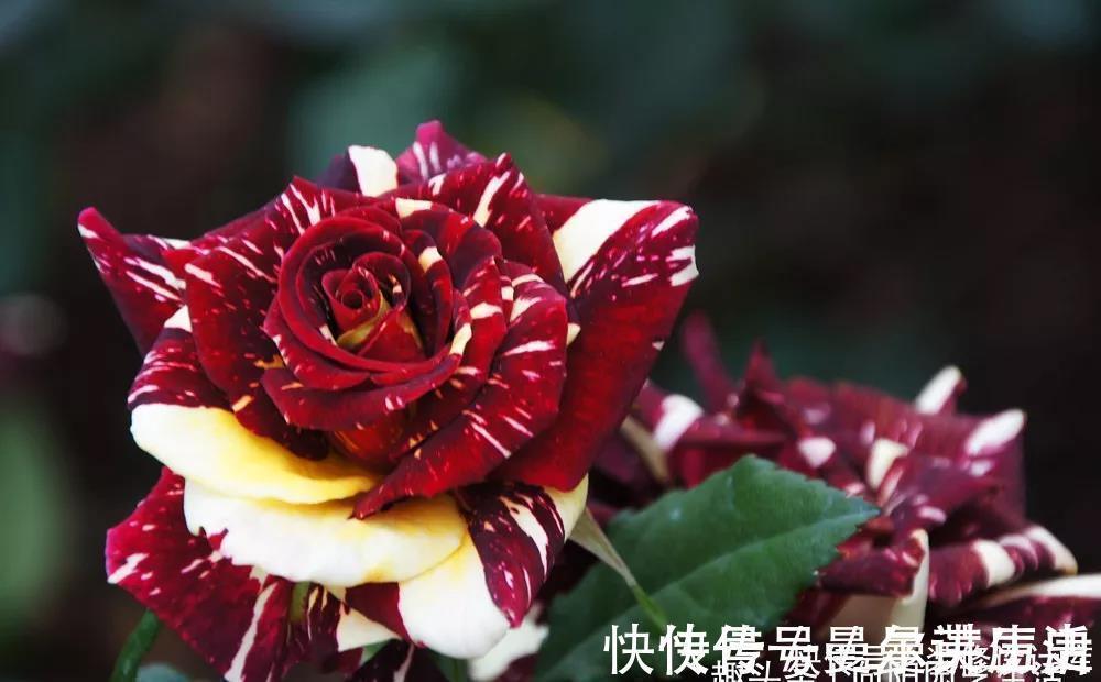 营养土|月季花苞小，开花少改善这“3点”，开花翻倍，花瓣又大又艳