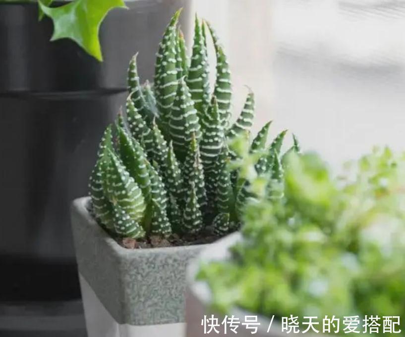 渐入深秋，多肉盆栽不能再搁置在这几个地方了