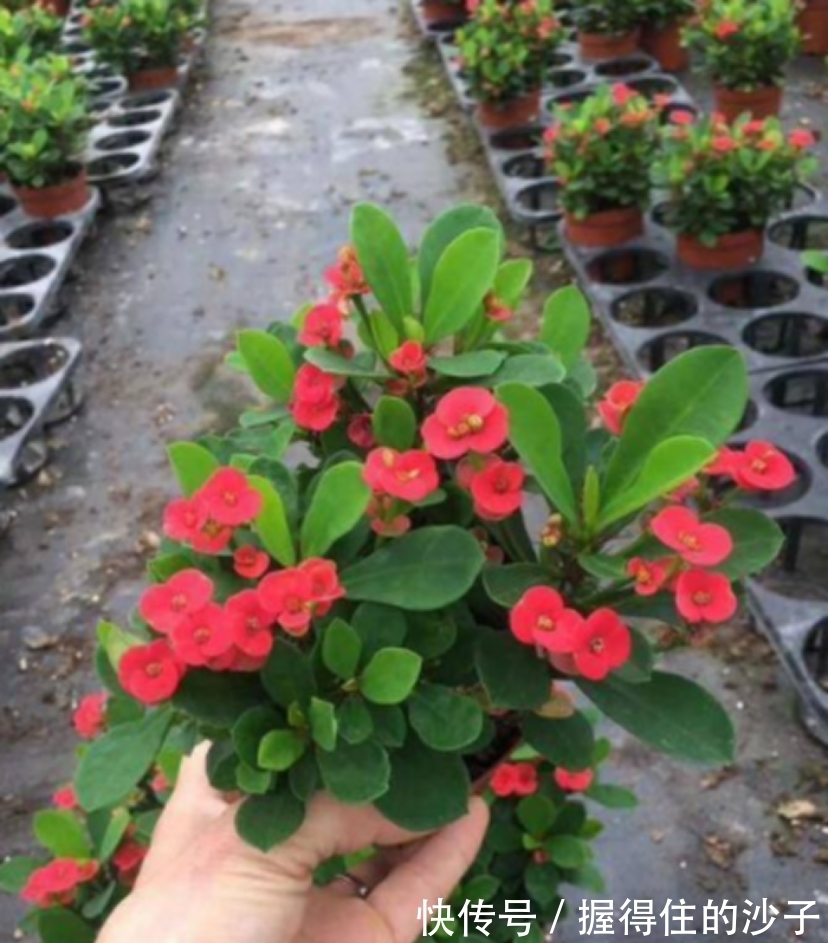 这6种花插枝即活,一盆变十盆,阳台美成小花园,你要不要试试看