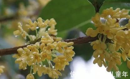 银桂|桂花品种多，金桂花最香，你会挑选吗