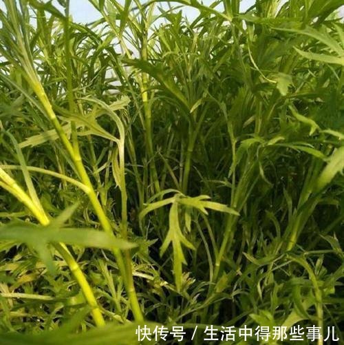 不识货的人,以为这种野草是茼蒿,其实名叫藜蒿,营养价值更高