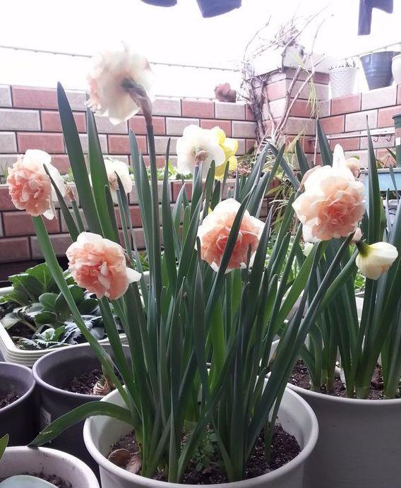 零下10度冻不死的花,不用搬进屋,冬天狂开花!