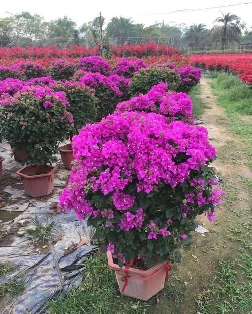 吊兰|3种花不怕冷，遇水就疯长，寓意美好，花期超长！