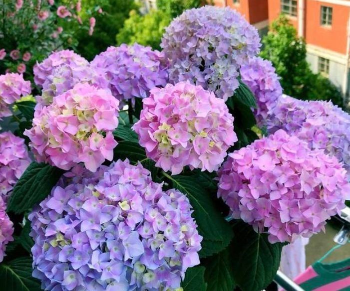 适合家养的几款盆栽，花大色艳，花型圆滚迷人，养一盆居家美观