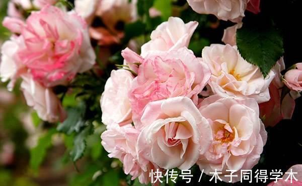 藤本樱霞|从8月30日开始，家养此款花卉，花开芳香四溢，养家里赏心悦目