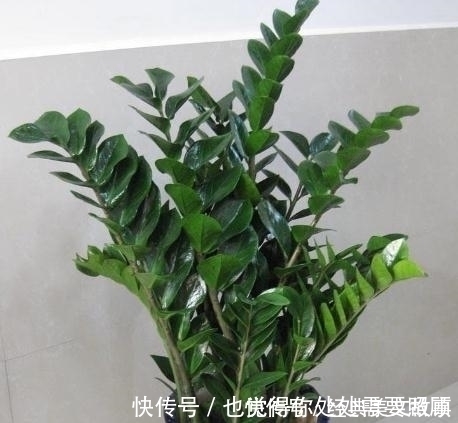 4种花,大户人家养的多,个个四季常青寓意好