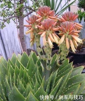 6种花,随便养一盆,空气清新“病菌”少!我就养6盆,对家人好!