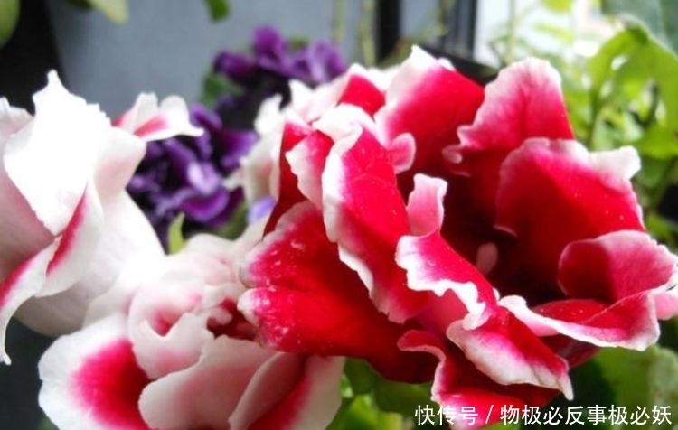 开花|4种花好漂亮,打理简单易爆盆,越晒长得越旺