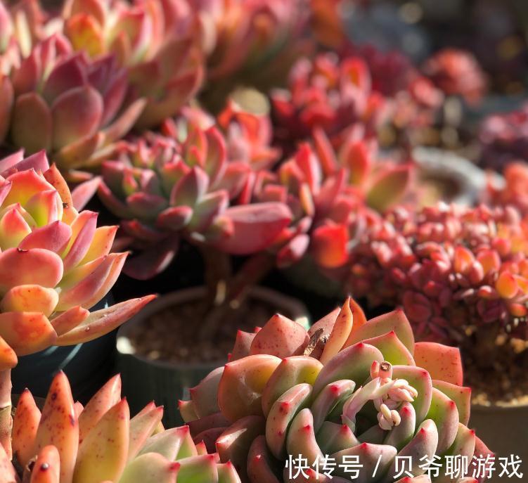 多肉植物养不好,养肉先养根,养好多肉要根部做起