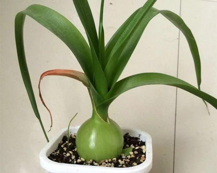 6种耐旱花,“大肚子”里面都是水,一个月不浇也没事!