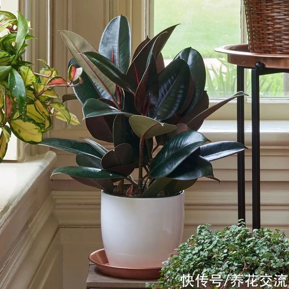 颗粒物|7种可以吸附室内灰尘和颗粒物的绿色观叶植物，可以多养几盆