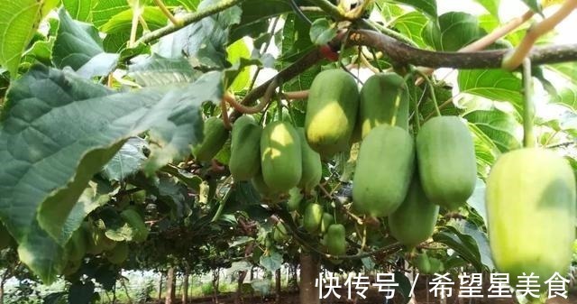 好吃|软枣果树种上两棵,好养易活,比普通水果好吃,营养多,市场好!