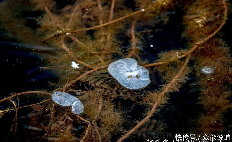 冰花|冬至：洹河“遇横而入”处，冰花寂寞开，初冬精灵待客来！