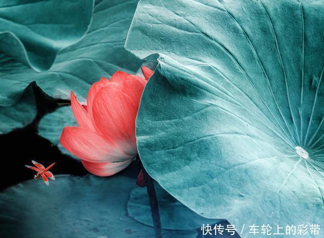 诗词丨芳菲随春去,葱茏入夏来