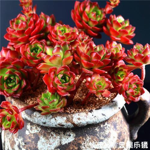 多肉|多肉植物越长越瘦是你不会捣鼓,教你4招,个个胖鼓鼓