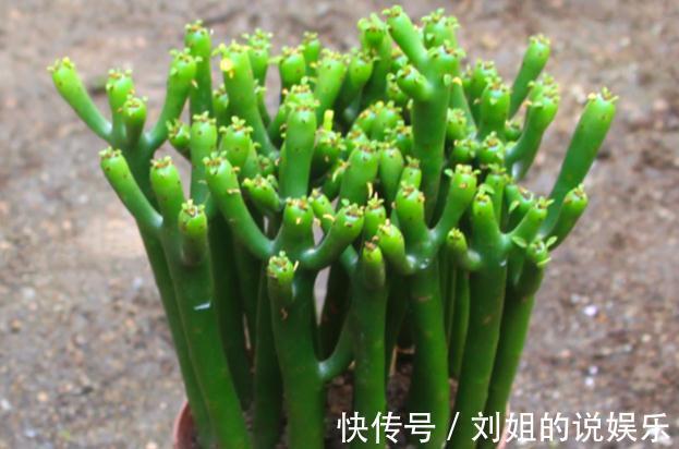 这几种花就怕冷,10度以下就要搬进室内,不然容易发蔫出问题