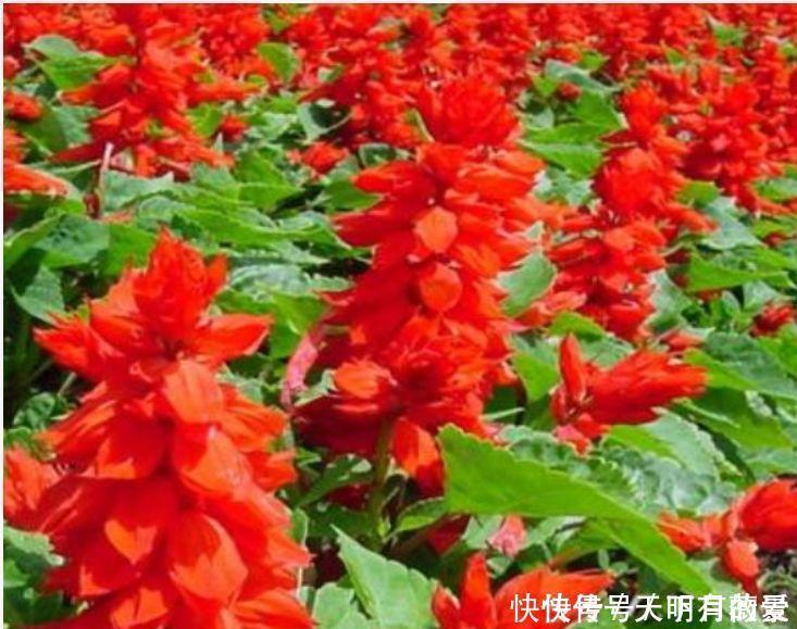 适合养在阳台的花卉,花开不断,花大色艳很漂亮