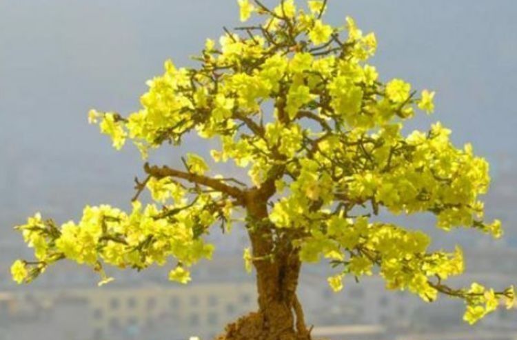 财源|几种花自带财运,养家里一盆,财源广进,好运滚滚来