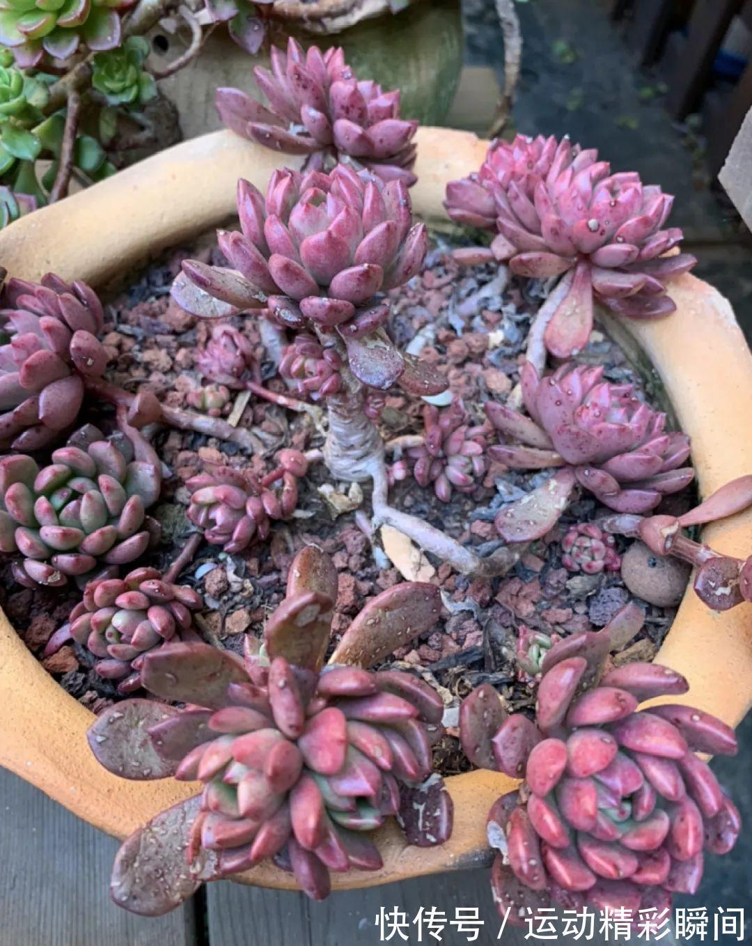 十几年的多肉“妖精”,自然老桩头,造型太美