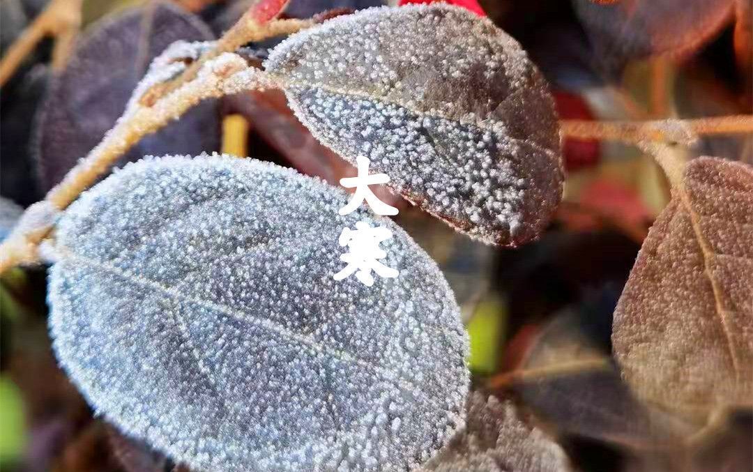 大寒|大寒将至,养生别忘记“养阳”,多吃2菜3肉,御寒暖身,健康过年