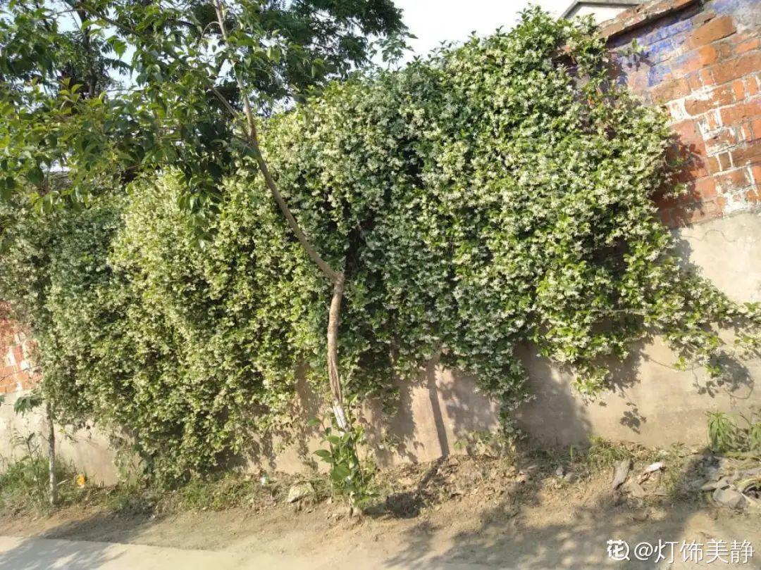 7种花要慎养,房前屋后都爬满,邻居有意见!