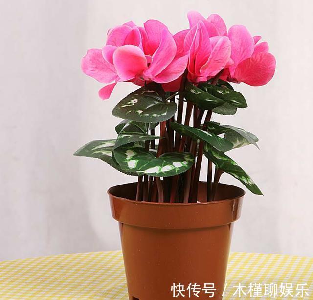 球茎|仙客来花谢了,这样修剪和养护,新叶萌发快,年底又开花