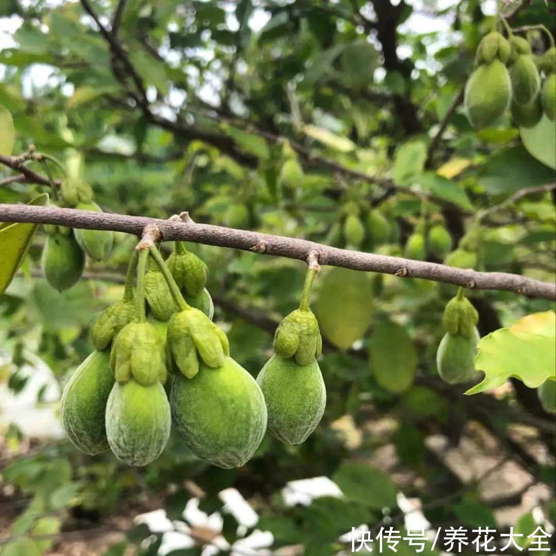 野花|稀奇的野花不要碰，保护都来不及，采了要出大问题
