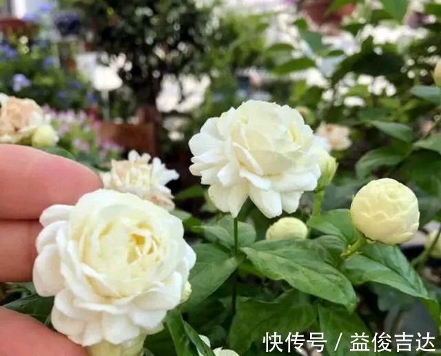 枝条|茉莉花老桩换盆,必做“1件事”,根系长满盆,侧枝多,一次开爆