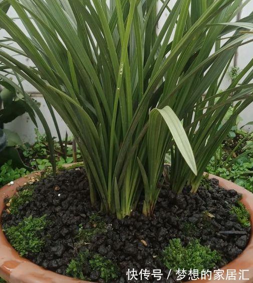 兰花繁殖该注意些什么,这些知识你必须了解,用不了半年翻倍