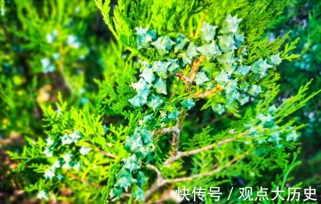 球花|旅行识花,它开花像花又似果,墓地陵园最多却少有人见过它