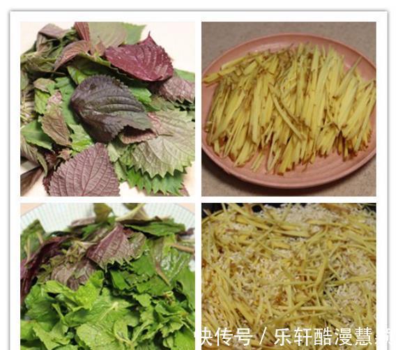 泡水|紫苏叶加生姜泡水喝,老一辈人的养生秘诀,很多人不知道