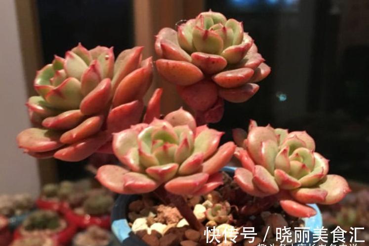 叶有红边且状若玫瑰，它就是多肉艾格尼斯玫瑰，爱它现在就买它！