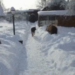 |搞笑GIF段子:妹子,整天摇来摇去,我怎样上课啊