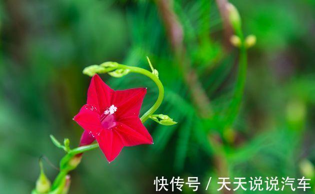 农历九月二十五霜降后，养什么花？以下3种花，喜气盈门岁且更始