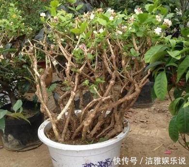 茉莉老枝|茉莉老枝“一剪没”，株型越来越美艳，除旧迎新变大“老桩”