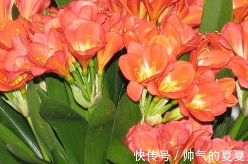 肥料|家养君子兰的3个小技巧,学会轻松花开爆满盆,建议收藏