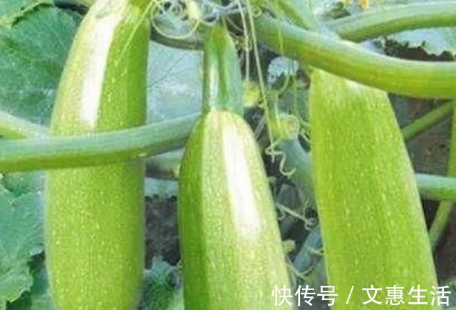 调养品|糖尿病缠身不用怕，常吃这几样食物，平稳血糖，胜过胰岛素