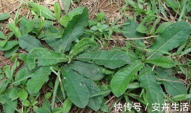地胆|它是野生“地胆草”,田间地头随处见,看似不起眼,却是珍贵药材