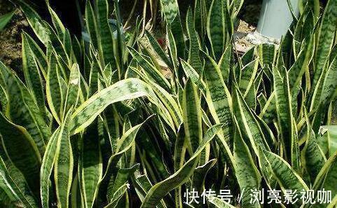 移栽|繁殖虎皮兰，用这“2种方法”扦插，20天冒白根，一盆养出好几盆