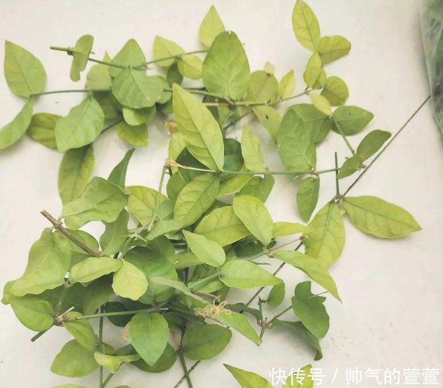 多肉扦插不用土,胶囊板一套,3天就能冒白根!