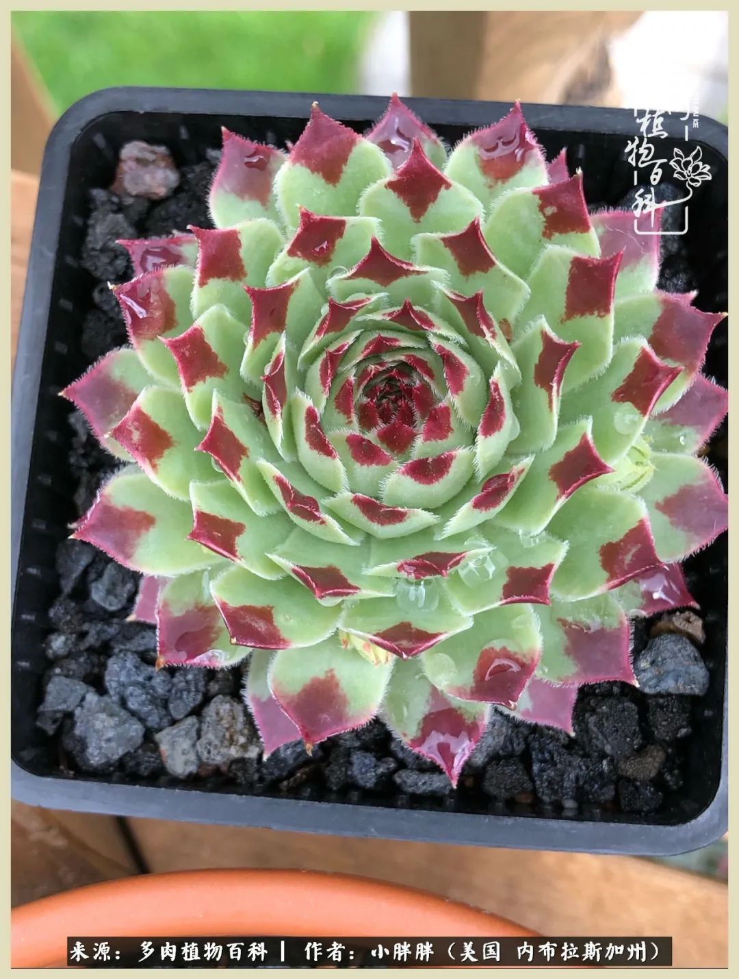 百科|这多肉对比图太上头了！小白鄙视链奋斗记之咸菜干也有春天！