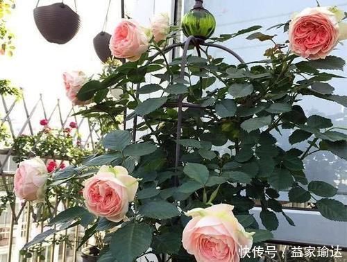 养护|去一趟花市,没花1分钱,捡来一堆花,养30天长成旺盛盆栽