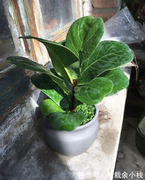空气|养花试试这几款,叶片美观,放在室内还能吸附空气中的灰尘